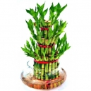 LUCKY BAMBOO PLANT