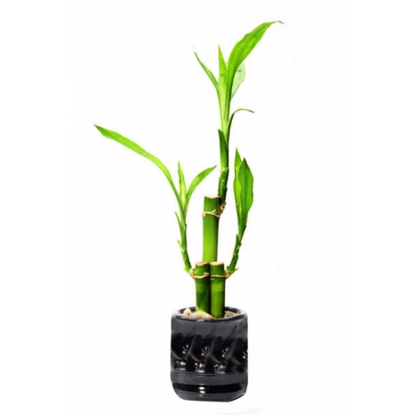 lucky bamboo arrangement to philippines
